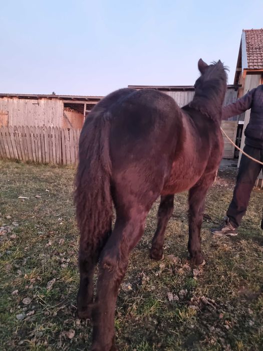 Mânză neagră de 6 luni