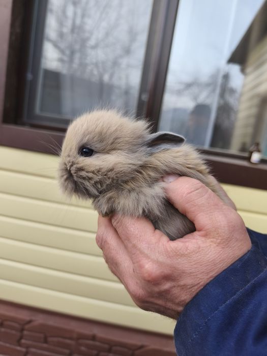 Продам декоративных кроликов