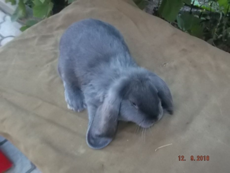 кролики французкий баран