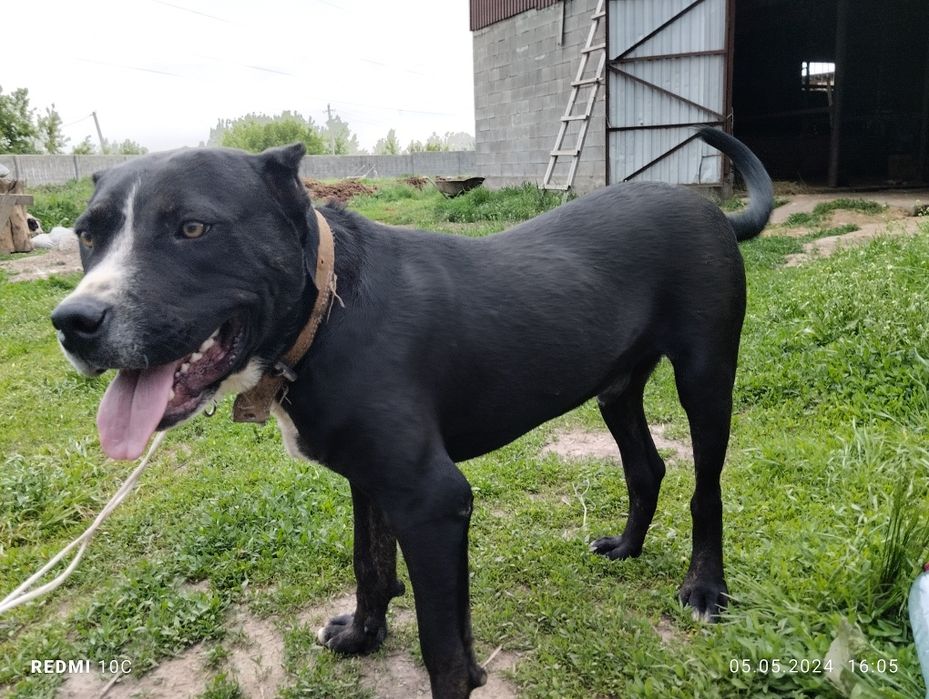 Пигбул сатылады 70000