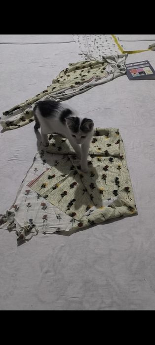 Uy mushugi pishak  ugil bolaa vapshi zur uyinlari