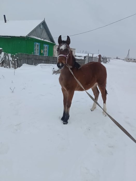 Продам жеребчика