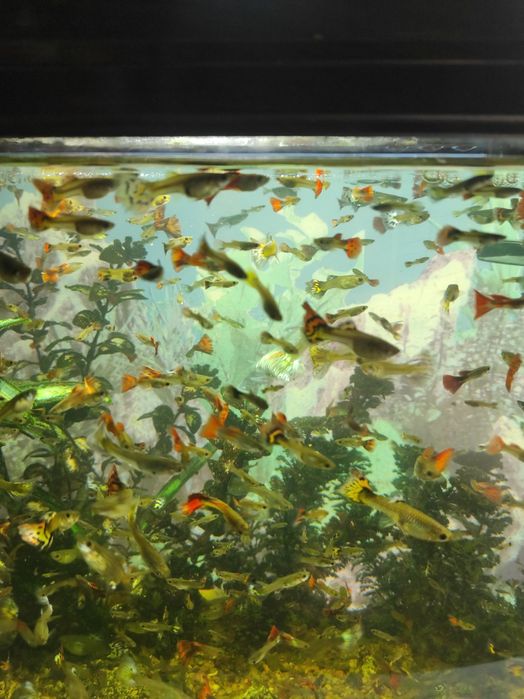 Аквариумные рыбки гуппи