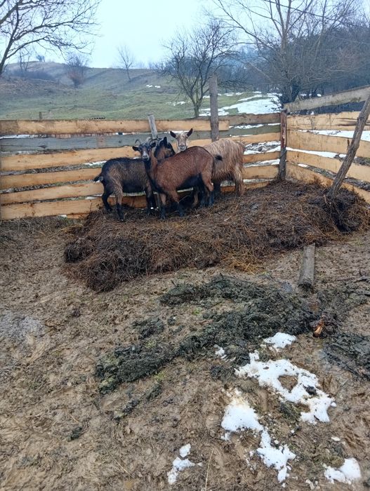 De vânzare 2 capre alpine