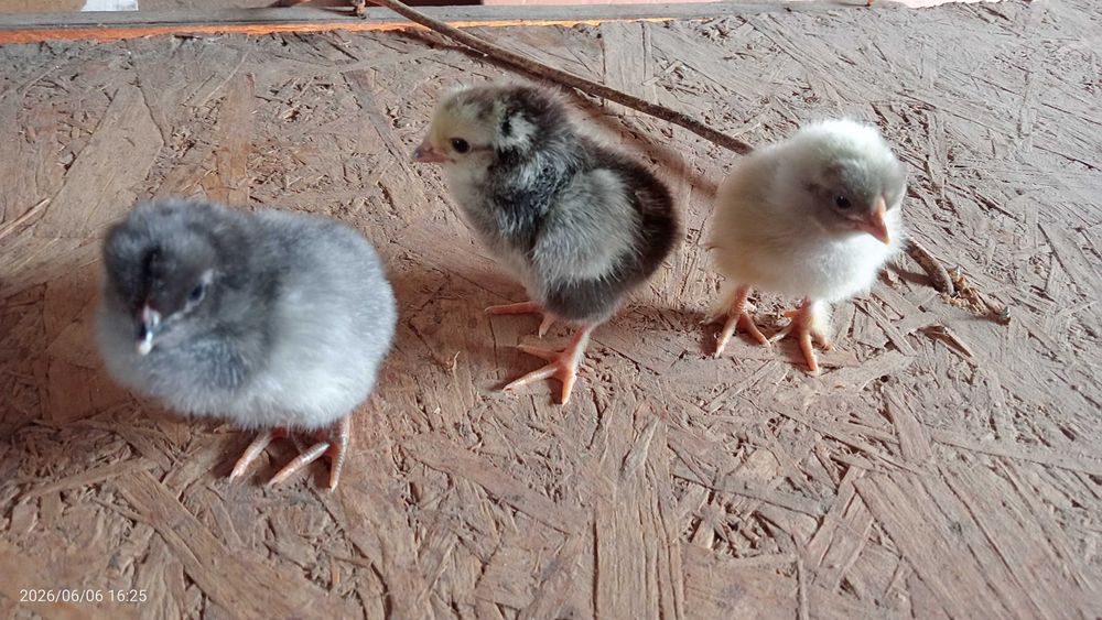 Продам цыплят смешанных пород