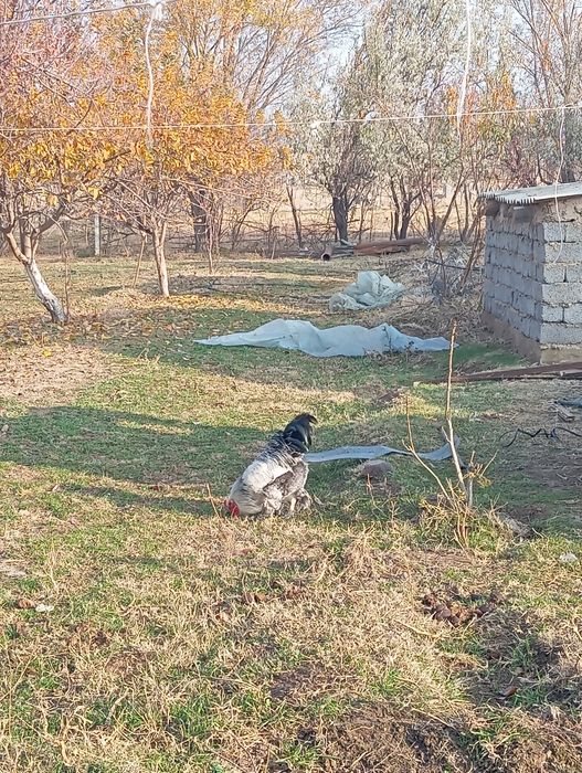 Тауық сатылады Брама