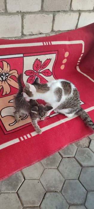 Кошка и её котёнок