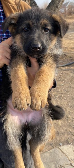 Немецкие овчарки