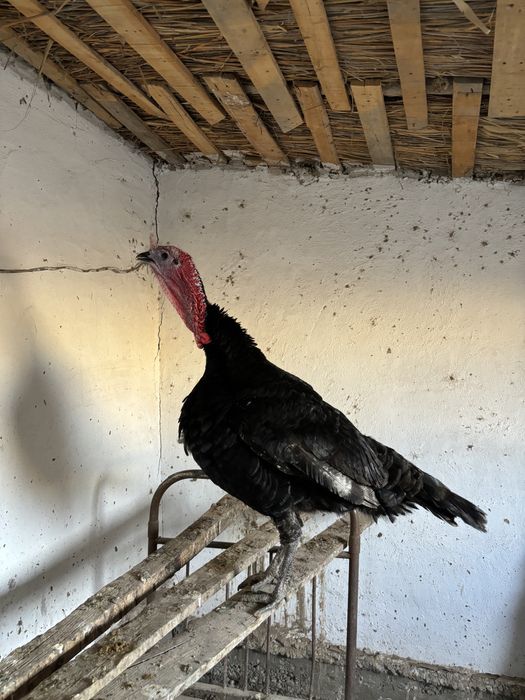 Үндік Қоразы сатылады