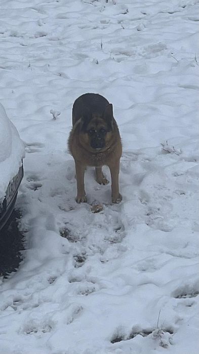 Вязка овчарка немец чистый