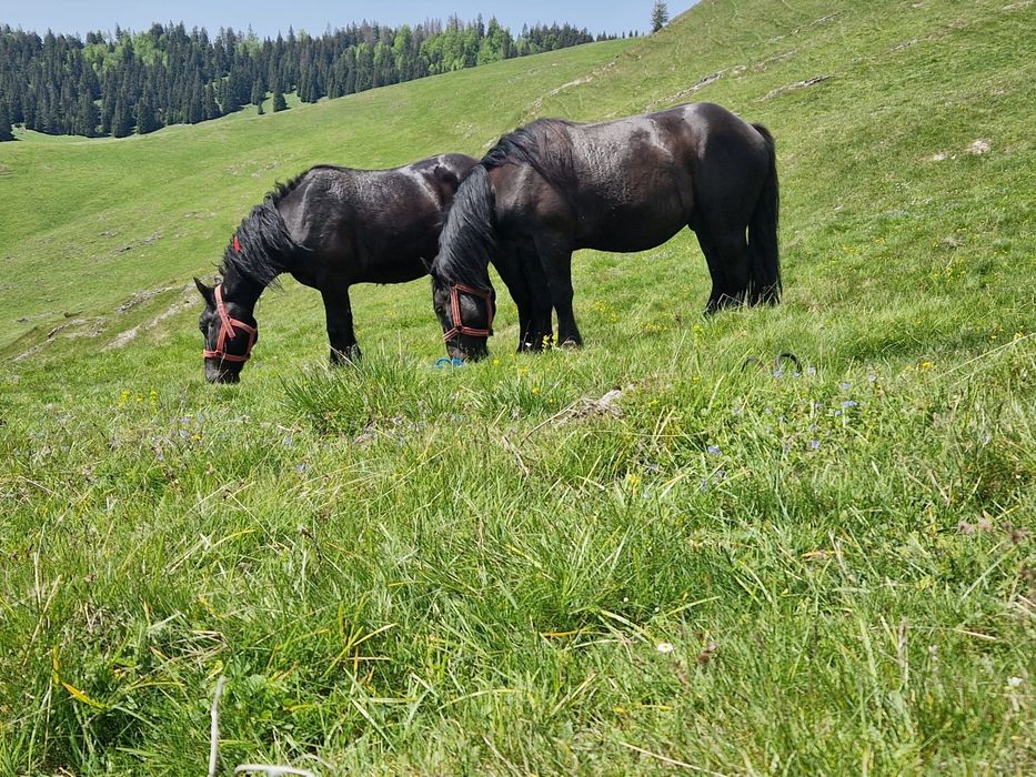 Cai grei de vânzare