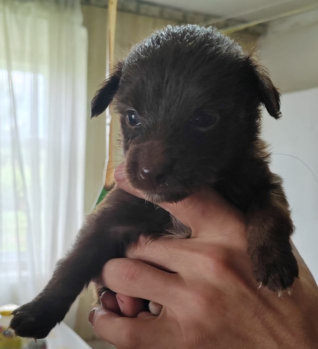 Отдам  даром в добрые руки