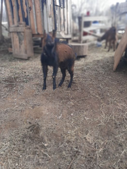 Vând țap alpin 100% de opt luni