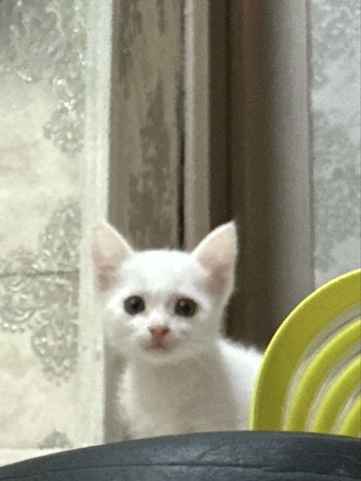 котята в хорошие руки