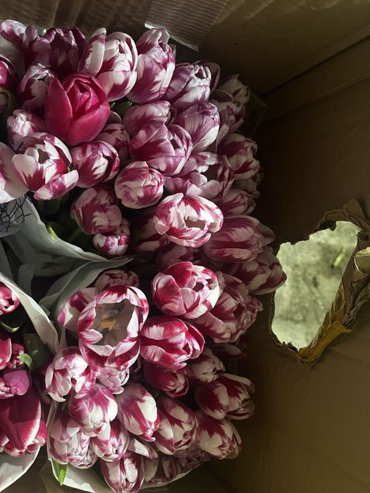 Продам шикарный тюльпан