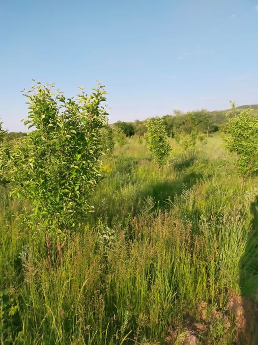 Продам молодой сад