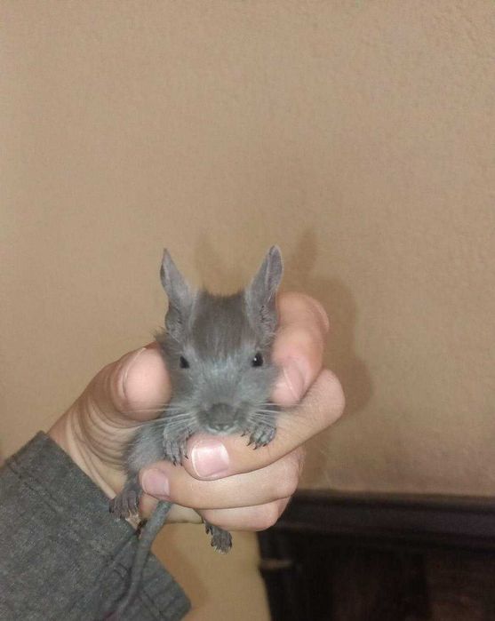 Veverițe degu drăgălașe