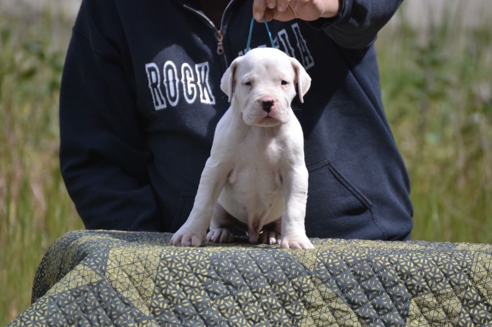 Dog Argentinian mascul cu pedigree