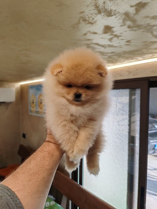 Померан мини женско