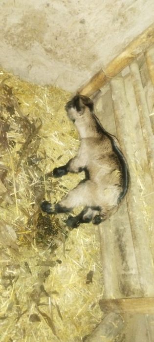 Эчки зоддор Алпин занен мурсиана расиески