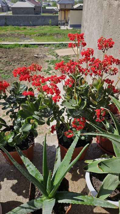 Цветы  для дома горшочках !!!