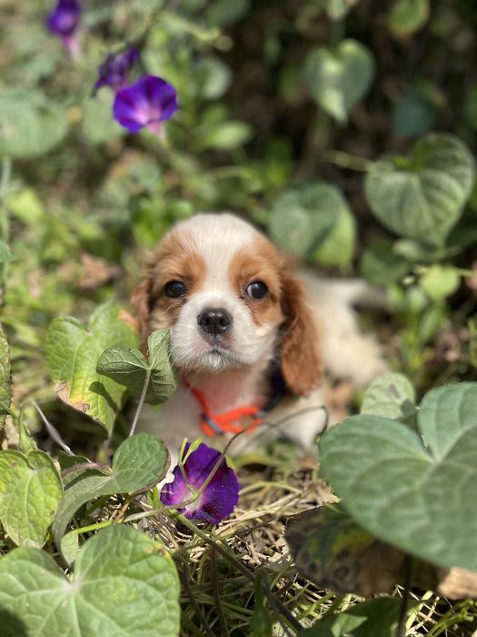 Кавалерчик спаниельчик