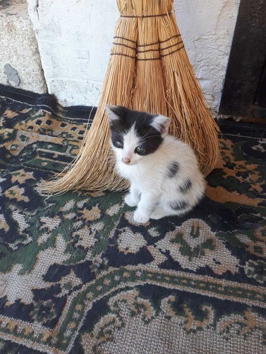 Отдам в добрые руки котёнка, девочка