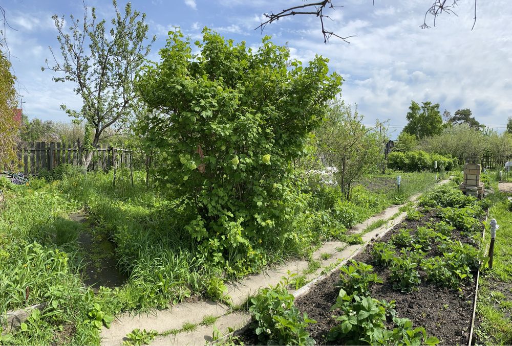 Дача в кооперативе Борки