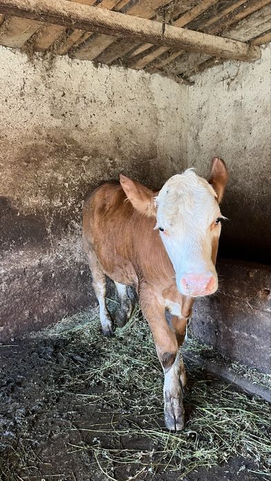 Vând vițea de 7 luni