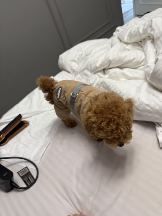 мальтипу продается