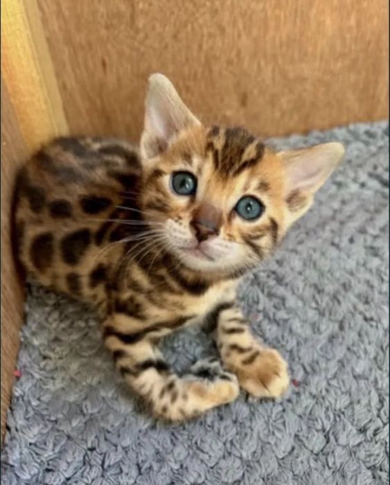 Бенгалско   коте