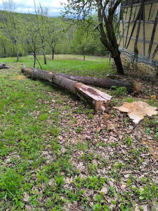 Трупи дървен материал от липа