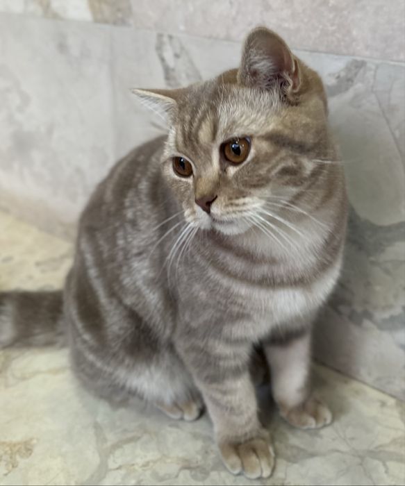 Mushuk (British Shorthair)