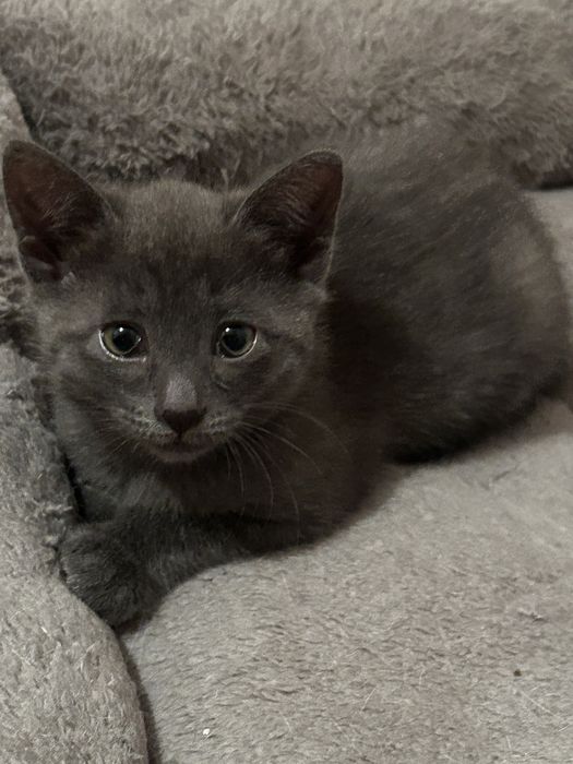 отдам котенка