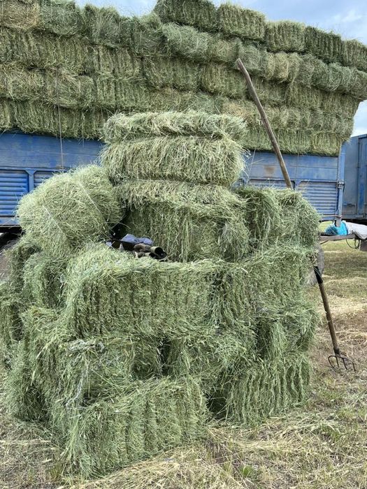 Сено житняк разнотравье