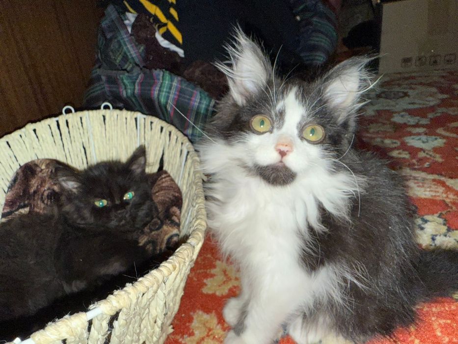 Отдам котят в добрые руки