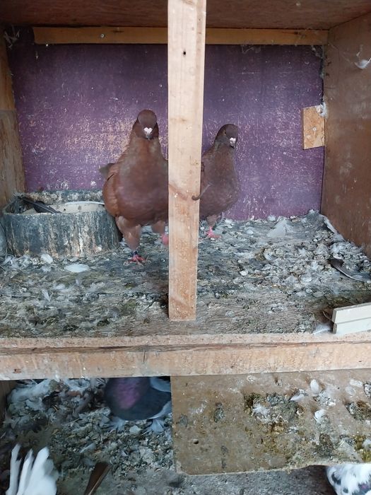 Porumbei kingi de vinzare