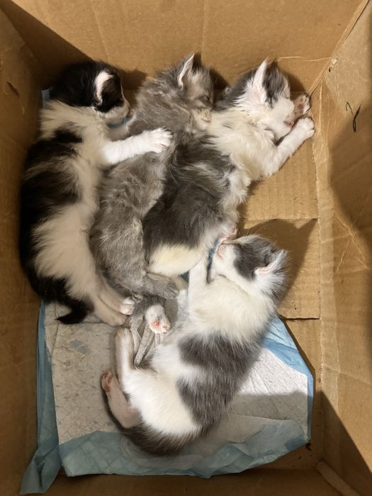 Милые котята ищут дом