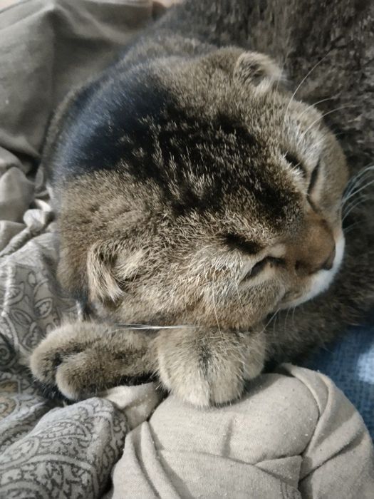 Вислоухий кот для вязки | Scottish Fold с документами