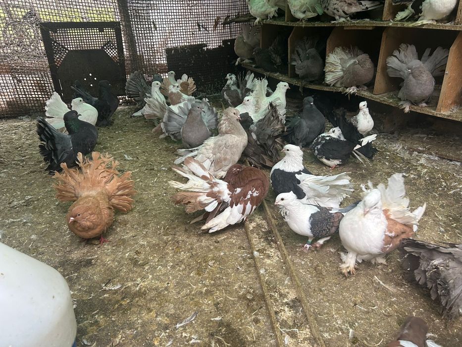 Vând porumbei: Takla, Pave Indiene , si alte rase