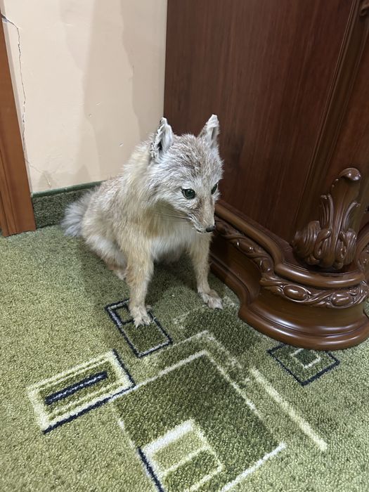 100 бас койлар сатылады