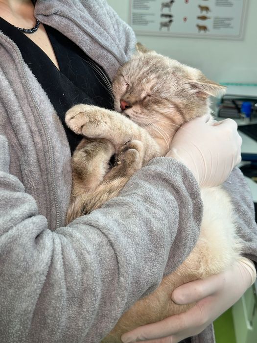 Urgent foster sau Adoptie 2 pisici adulte București