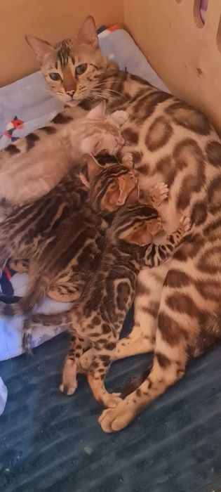 Минилеопард у вас дома! Бронирование.