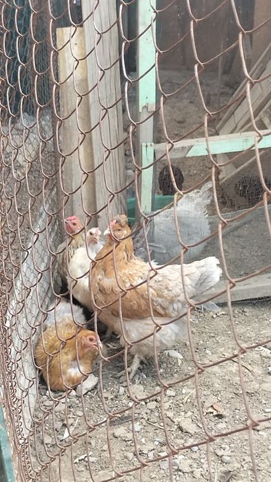 Продам курицу цесарьку