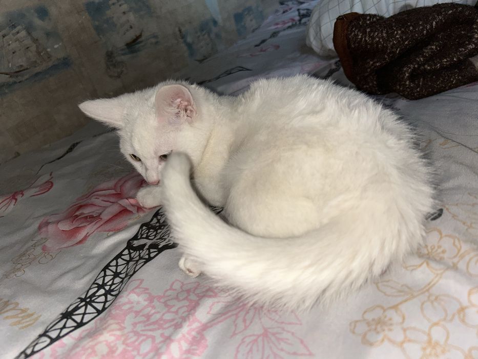 Продам котик , домашный 10 000 тг