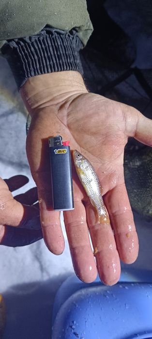 Живчик карасик и елец