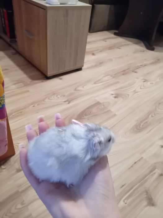 Продавам хамстерчета