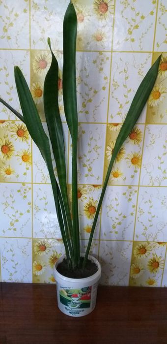 Сингониум,монстера и сансевьера