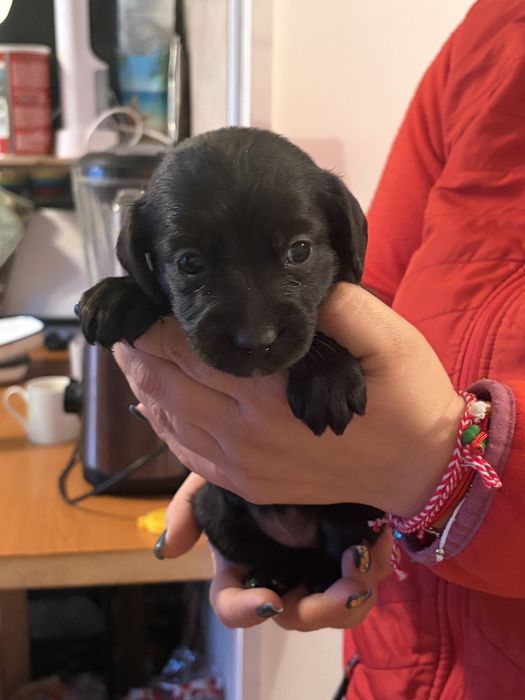 Подарявам кокершпаньолчета