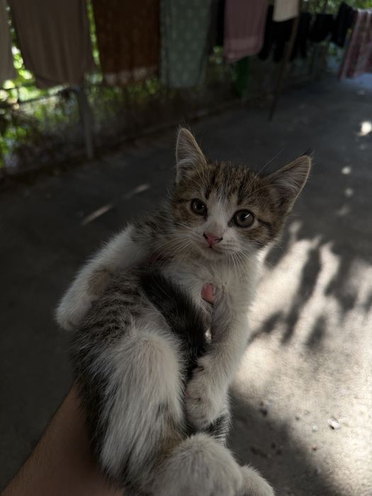 Котята, не породистые